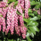 Pieris japonica 'Valley Rose'.png